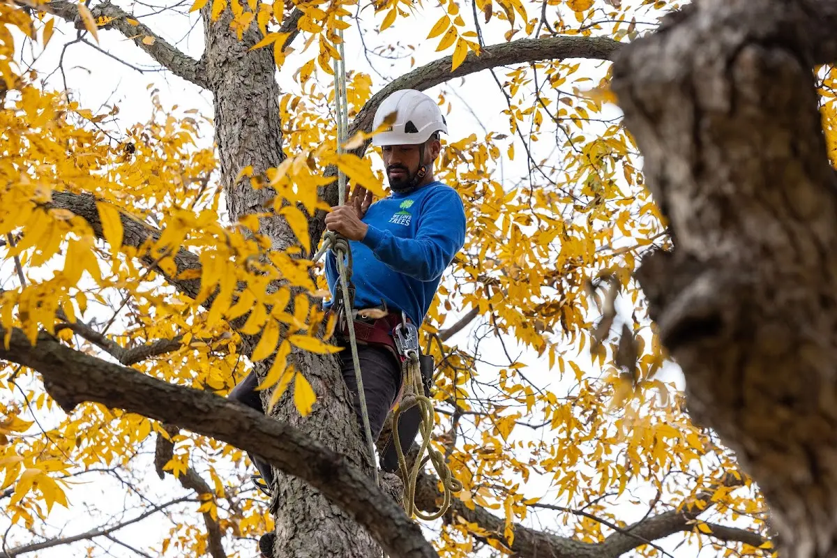 Skilled Tree Planing crew working in New Castle